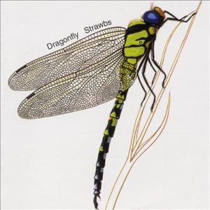 Strawbs - Dragonfly cover art