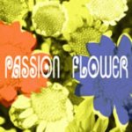 Passion Flower