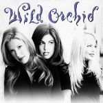 Wild Orchid