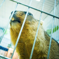 Beaver Cage